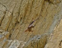 28 Selbst jagen koennen die Flueggen noch lange nicht